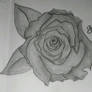 Shaded Rose