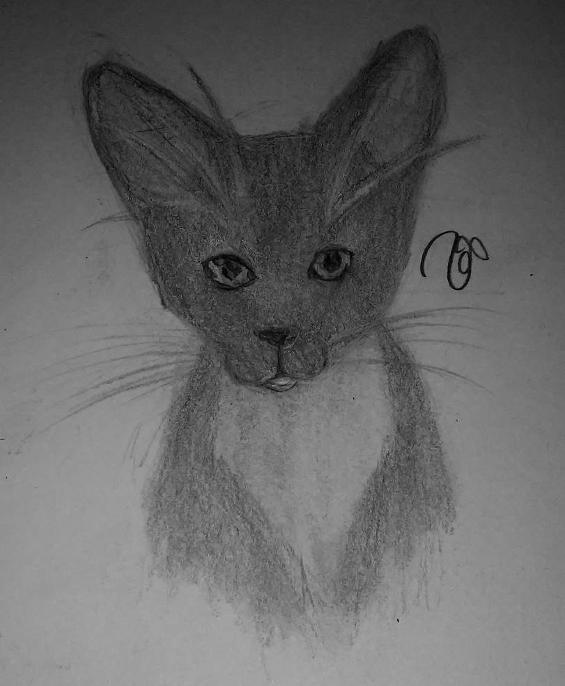 Tuxedo Kitten by Orcchai on DeviantArt