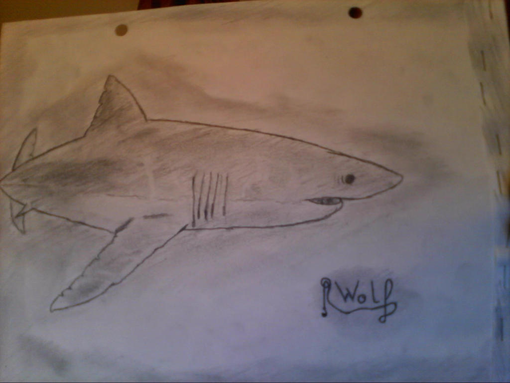 Requin Blanc Dessin Papier By Wolfy On Deviantart Requin Blanc Dessin Papier By Wolfy On Deviantart