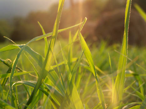 sun on the grass