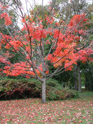 Autumn Tree