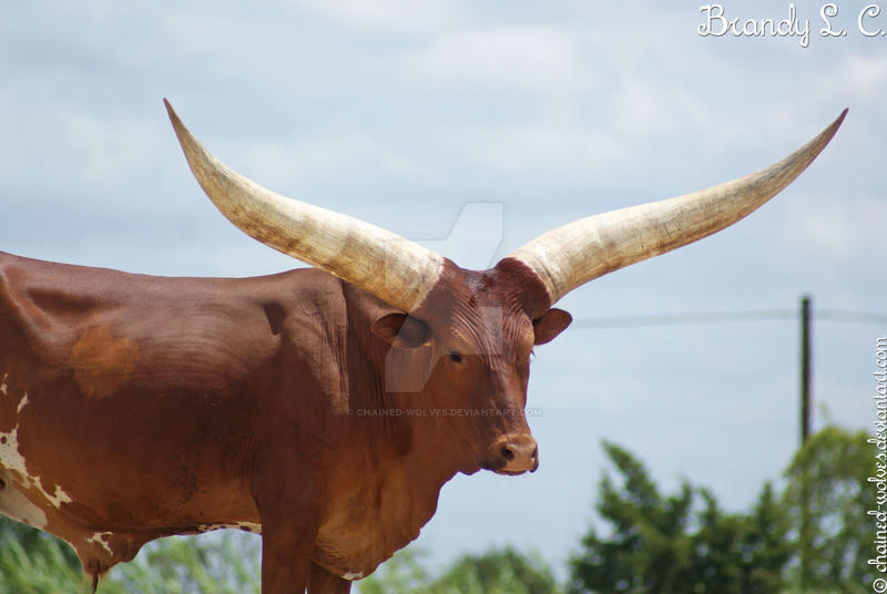 Watusi