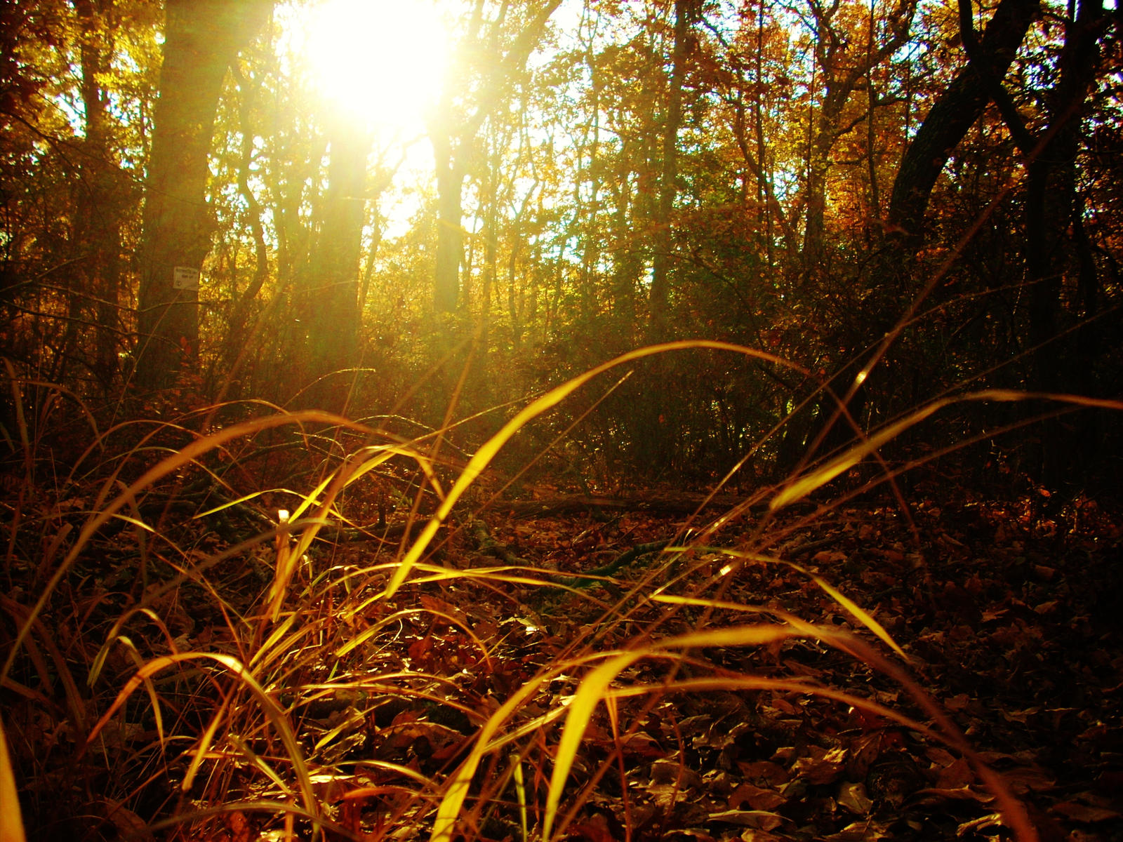 Autumn Grass