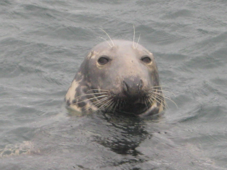 Grey seal