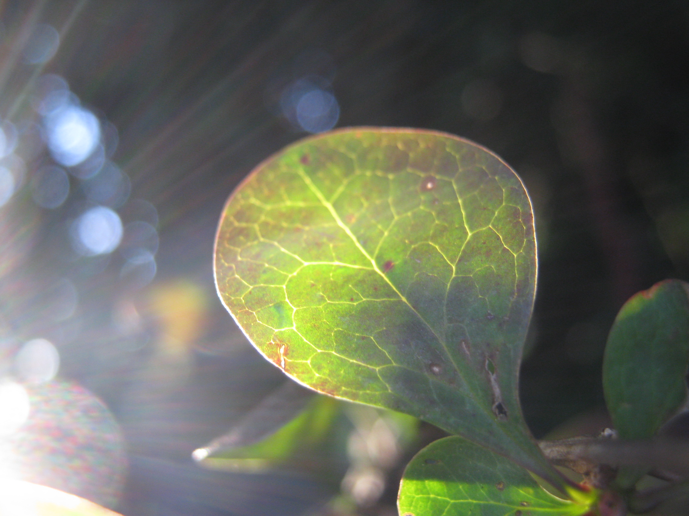 Sun through a leaf
