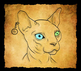 Gato Esfinge (Sphynx)