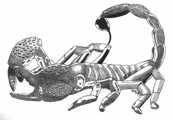 A Scorpion