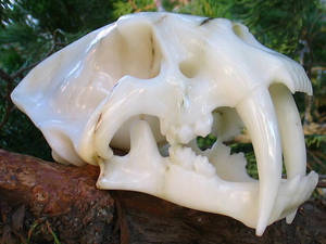 White Jade Saber Tooth Skull