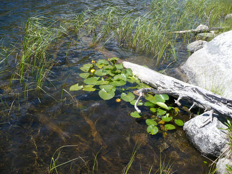 Lily pads on an alpine lake