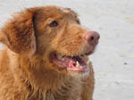 Silke, toller by deephollow
