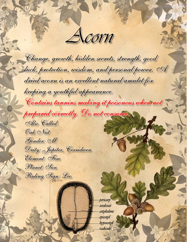 Book of Shadows: Herb Grimoire - Acorn