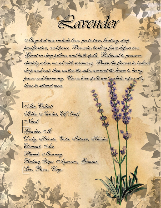 Book of Shadows: Herb Grimoire - Lavender