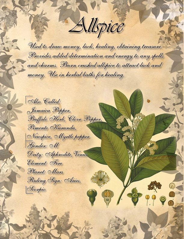 Book of Shadows: Herb Grimoire - Allspice