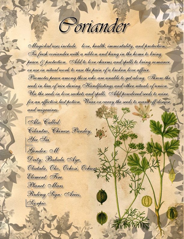 Book of Shadows: Herb Grimoire - Coriander