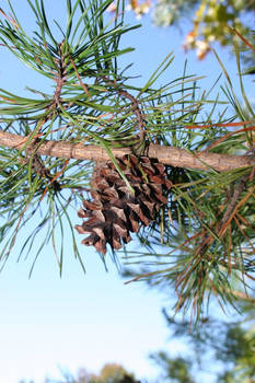 Pine cone