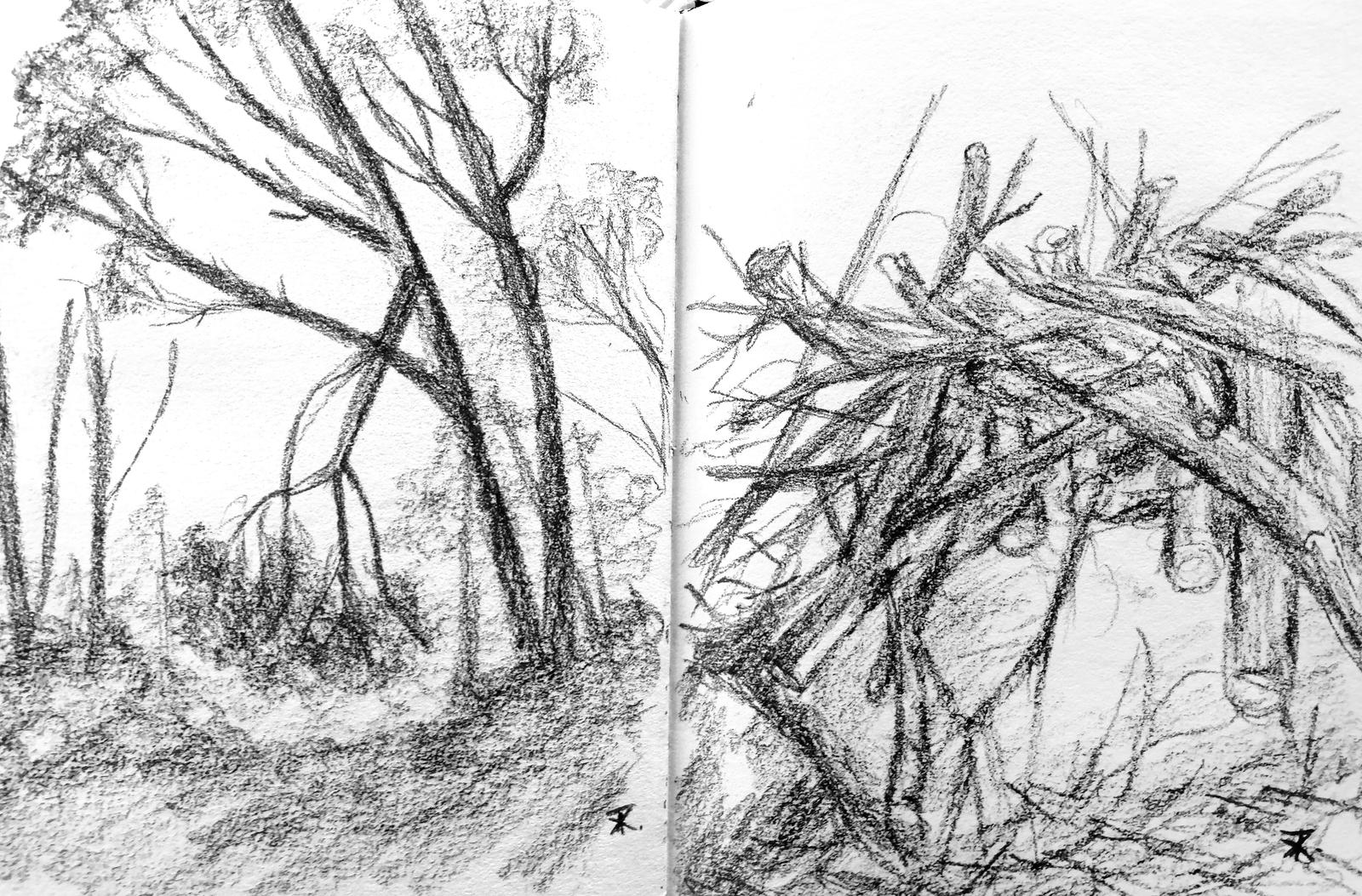 Observational Sketches (Nature) by TheKikkaKibaz on DeviantArt