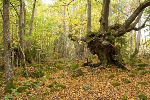 The forgotten lime-tree