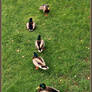 Gettng all your ducks in a row...