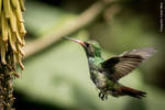 Colibri by Xeus5