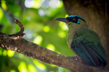 Resting in a Tree