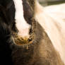 Paddock Pony