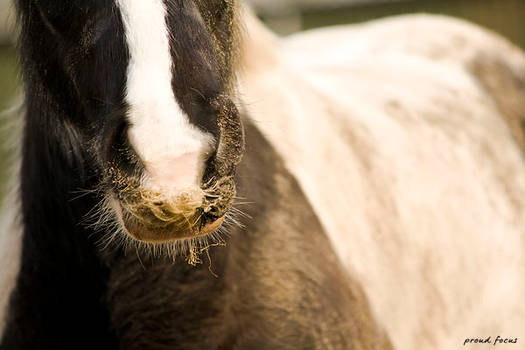 Paddock Pony