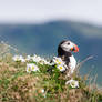 Puffin, Iceland