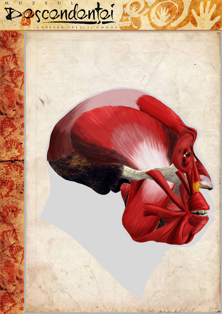 Homo erectus (Pithecanthropus pekinensis) by babanovac0232 on DeviantArt