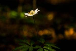 Untitled by mabuli Untitled by mabuli