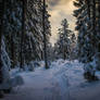 Snowy forest trail