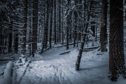 Snowy forest II