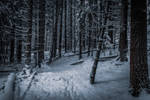 Snowy forest II