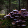 Family of mushrooms