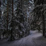 Winter forest II