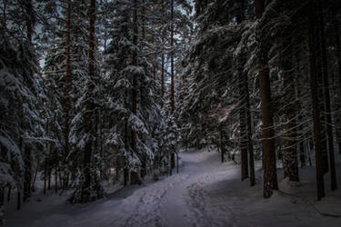 Winter forest II