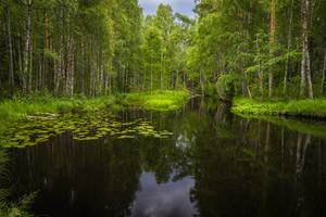 Forest lake