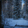 Winter forest