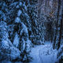 Winter forest II