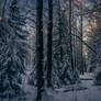 Winter woods