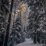 Forest trail