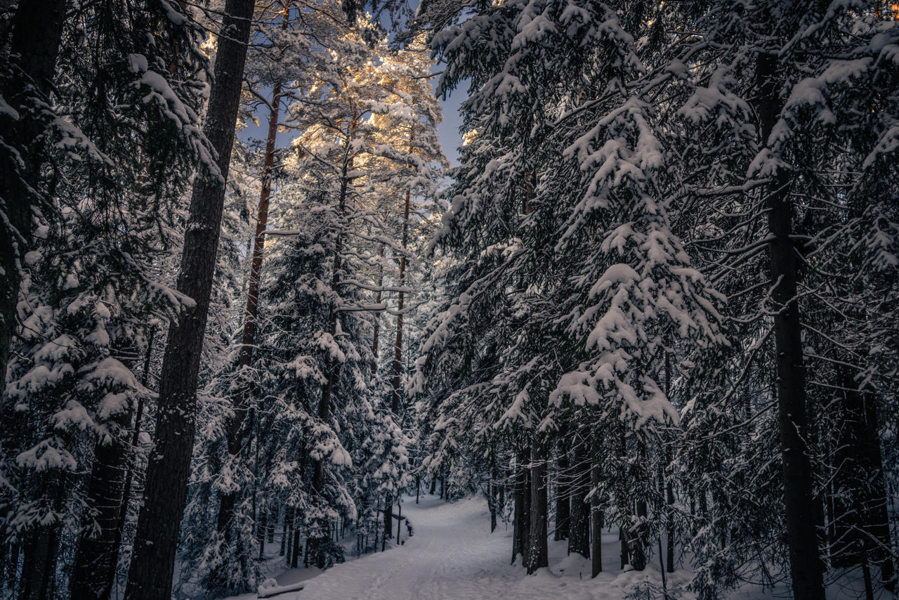 Forest trail