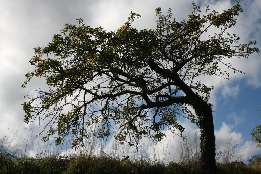 Armorphors Tree Amorphous tree by Escumosa on DeviantArt