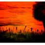 red sky and black tree