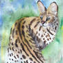 African Serval