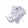 Daily Sketch 52 - Iguana