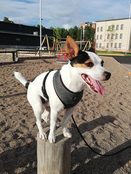 Our first dog - the circus artist