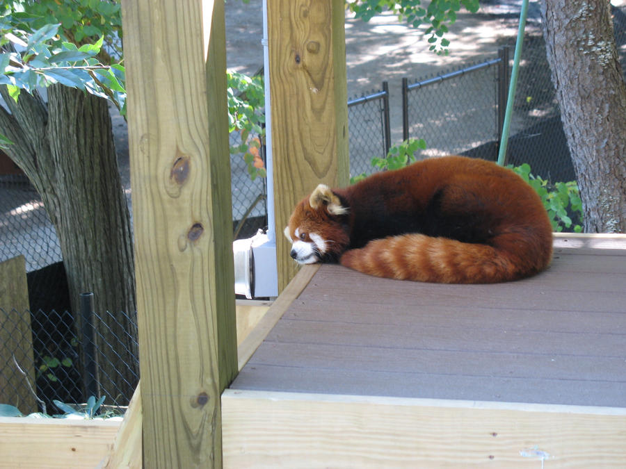 Red Panda by Commanding-photos on DeviantArt