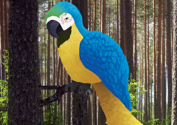 Exotic Parrot