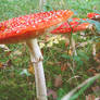 fly agaric2