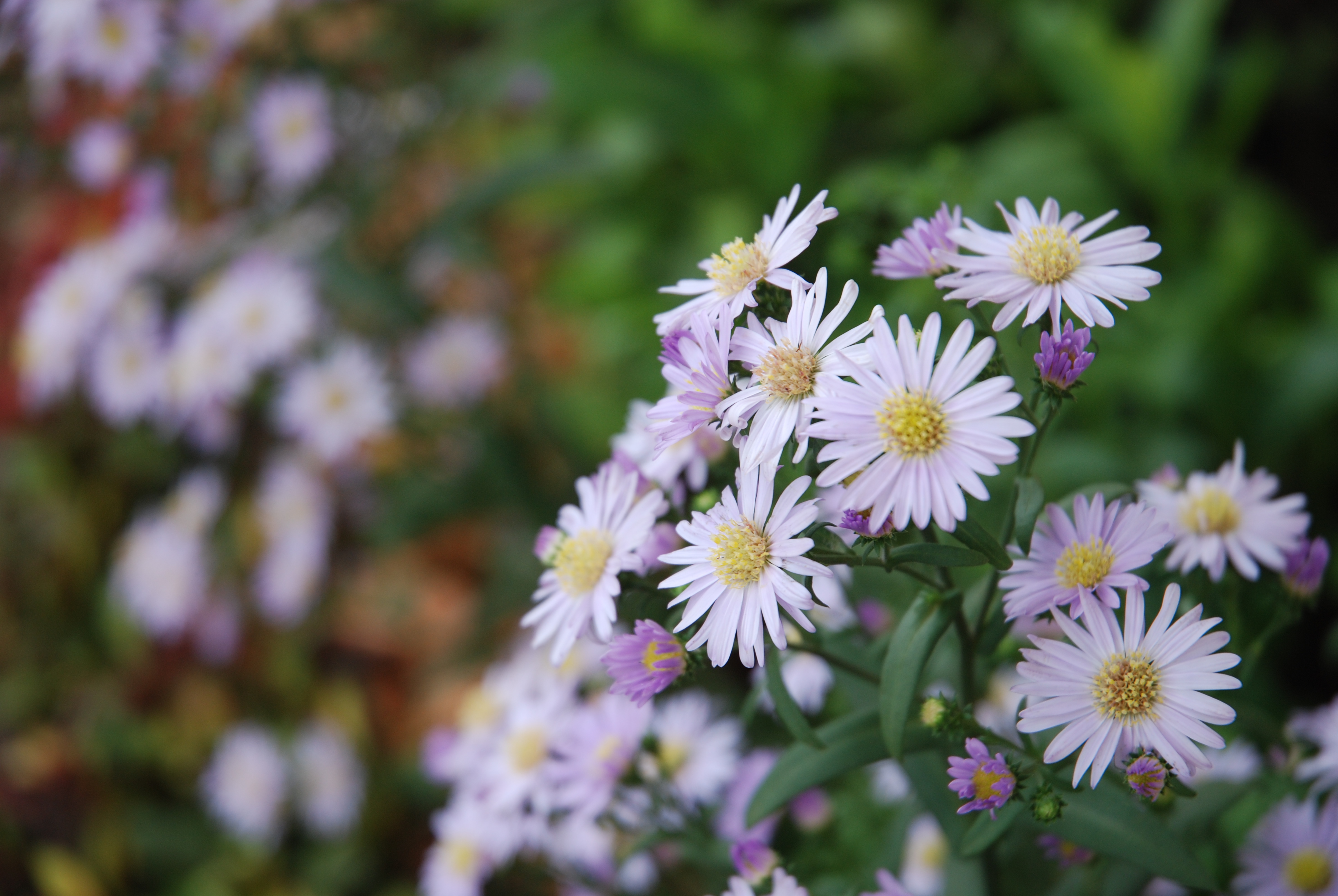 Flowers - Photography